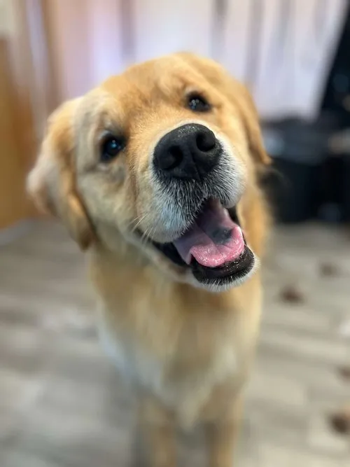 Dog Grooming