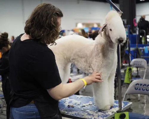 Dog Grooming
